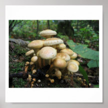 Clutter of Mushrooms Posters