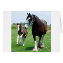 Clydesdale and Filly Greeting Cards