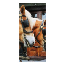 Clydesdale Closeup Rack Card