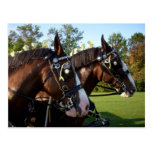 Clydesdale Horse Postcard