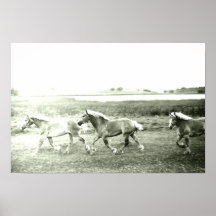 Clydesdales Poster
