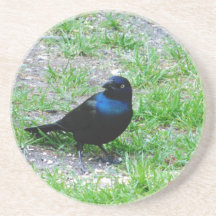 coaster