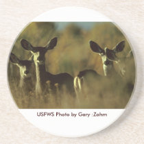 Coaster / Mule Deer Herd coasters