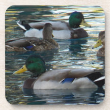 Coaster Set - Duck, Duck, Duck, Duck