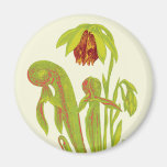 Cobra Plant Floral Art Magnet