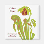 Cobra Plant Floral Art Refrigerator Magnet