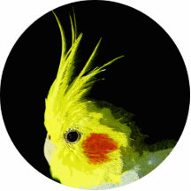 Cockatiel Photo Cutout