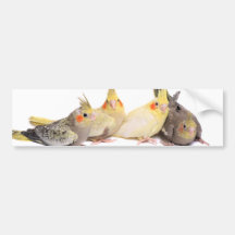 Cockatiels Bumper Sticker