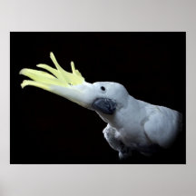 Cockatoo Parrot Poster