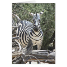 Cocked-ear zebra birthday card
