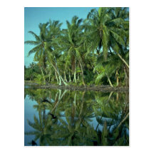 Coco Nutty Beach Post Cards