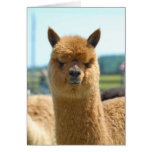 Cocoa Brown Greeting Cards