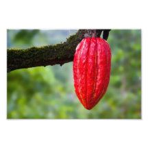 cocoa pod red photograph
