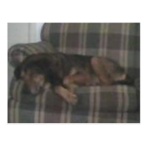 Cocoa Post Cards