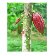 Cocoa tree photographic print