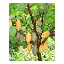 Cocoa tree photograph
