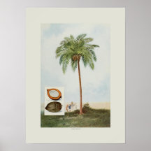 Coconut Posters