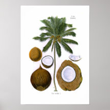 Cocos nucifera (coconut palm) poster