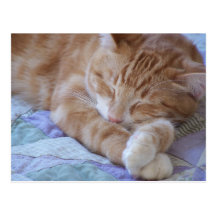 Cole Post Cards