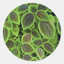 Coleus Plant Leaves Solenostemon Scutellarioides Sticker