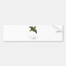 Collared Parrakeet by Edward Lear Bumper Stickers