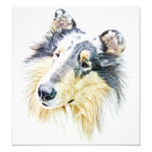 COLLIE PHOTO