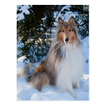 Collie Postcard