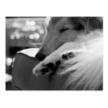 Collie Sleeping Postcard