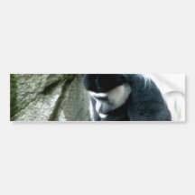 Colobus Bumper Stickers