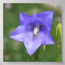 Colorado Purple Mountain Wildflower Poster