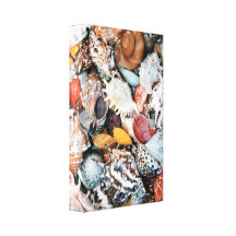 Colorful Seashells Canvas Prints