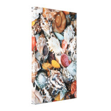 Colorful Seashells Stretched Canvas Prints