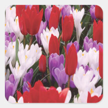 Colorful Tulip Flowers Stickers