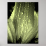 Colour  Splash Flower Posters