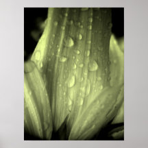 Colour  Splash Flower Posters