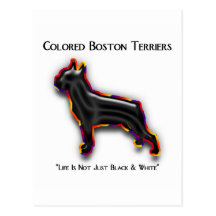 Coloured Boston Terrier Post Cards