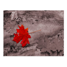 Coloured Leaf on Black and White Postcard