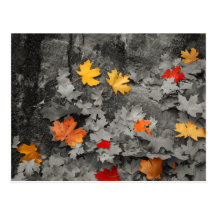 Coloured Leaves in a Black and White World Postcar
