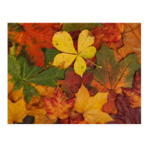 Colourful Autumn Leaves Postcard