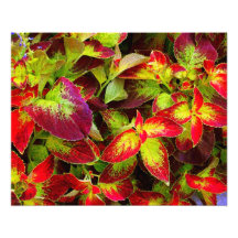 'Colourful Coleus' Photographic Print