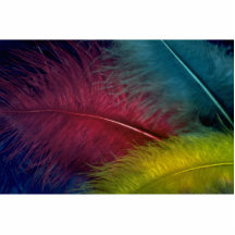Colourful Coloured feathers Acrylic Cut Out