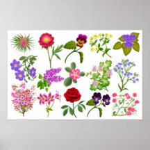 Colourful Flower Sampler Print