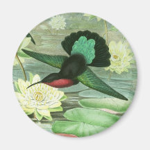 Colourful Gould Hummingbird Waterlilies Magnet