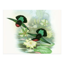 Colourful Gould Hummingbird Waterlilies Postcard