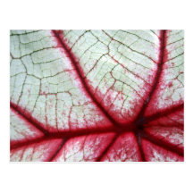 Colourful Leaf Postcards