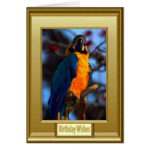 Colourful plummage greeting cards