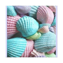 colourful seashells stretched canvas prints