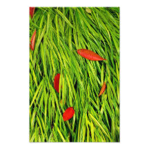 Colourful Slumber. Photographic Print