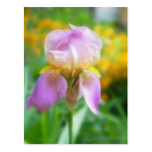 Colourful Spring Iris Post Cards