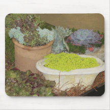 Colourful succulent Plants Mousepad